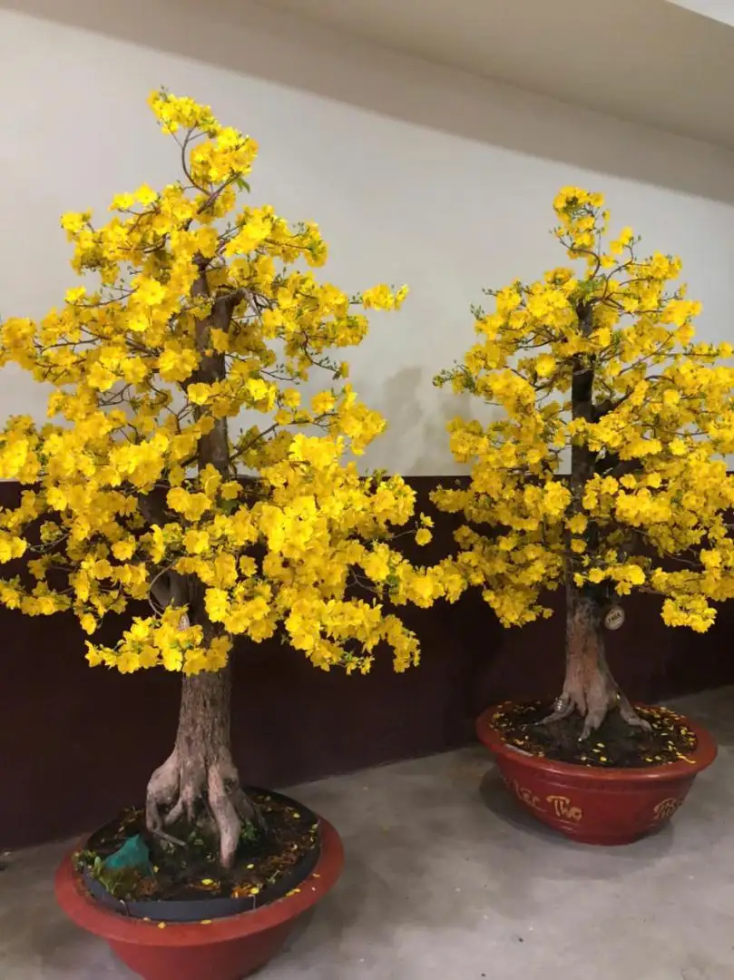HÌNH MẪU 40