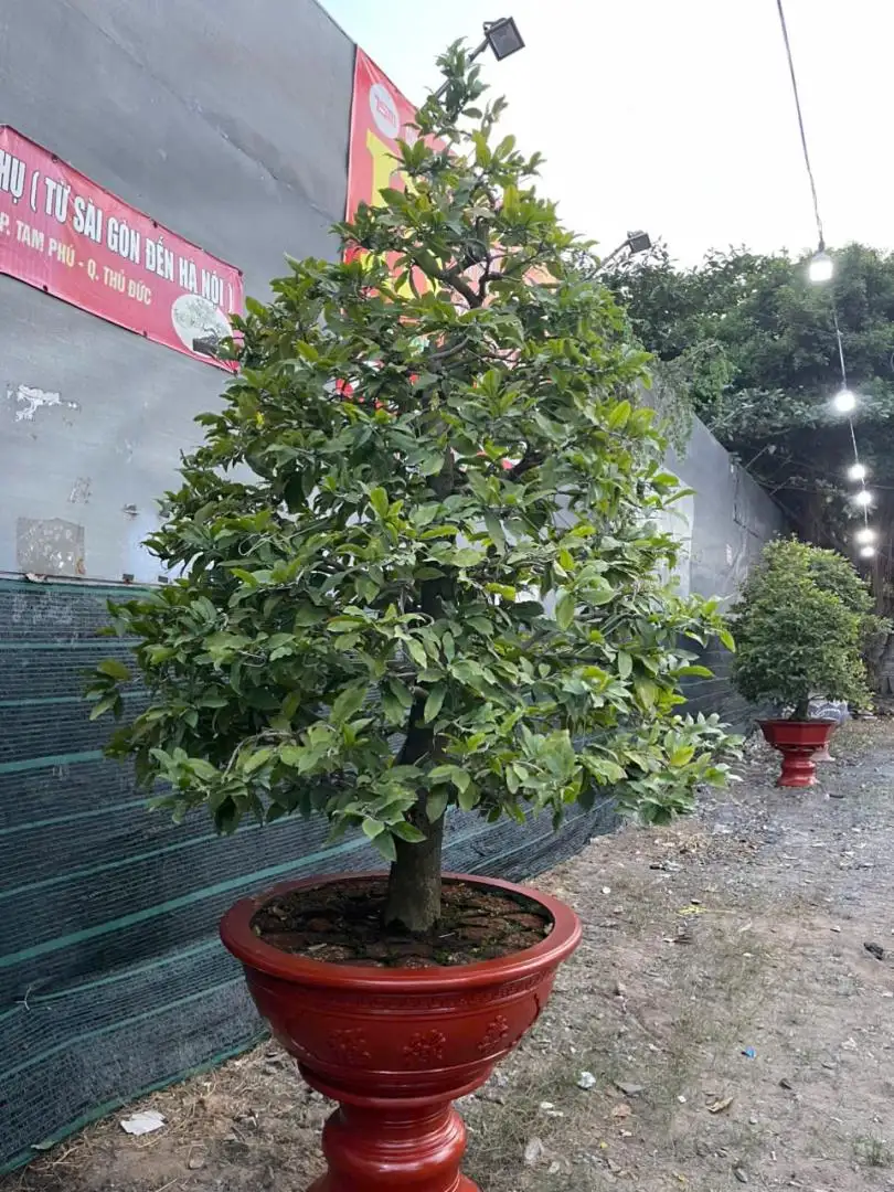 HBT - HÌNH MẪU 11