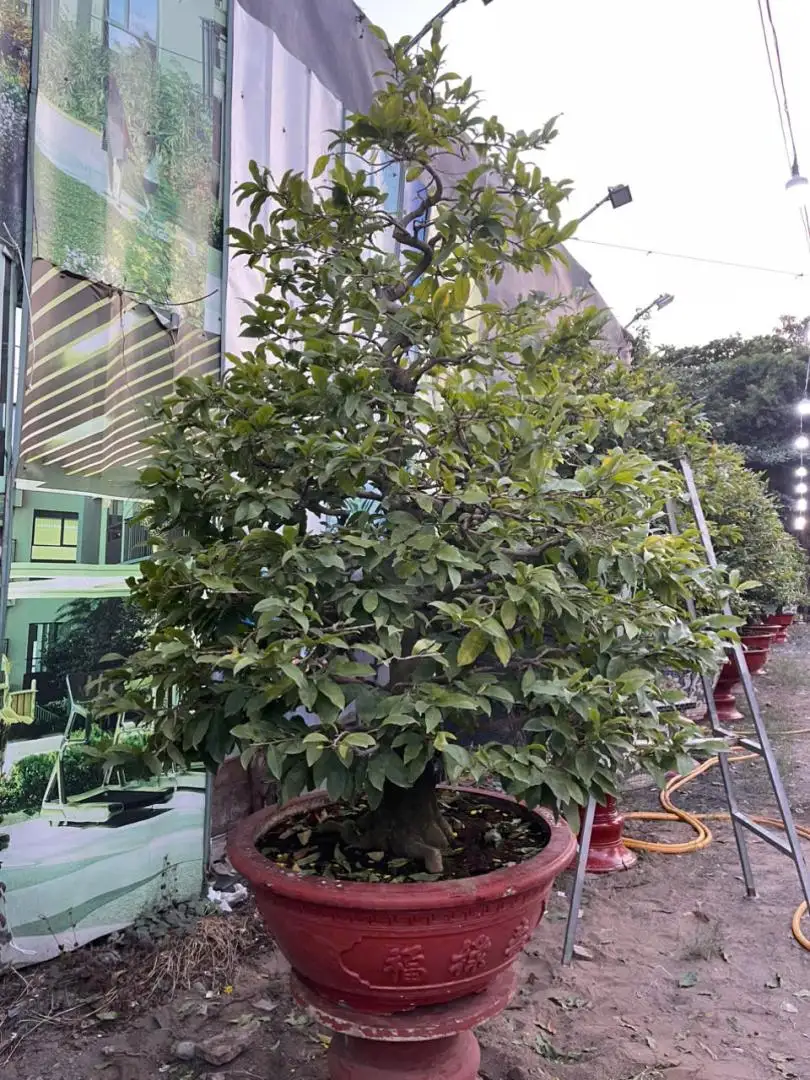 HBT - HÌNH MẪU 12