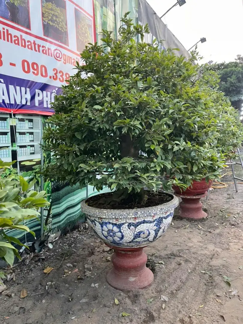 HBT - HÌNH MẪU 13