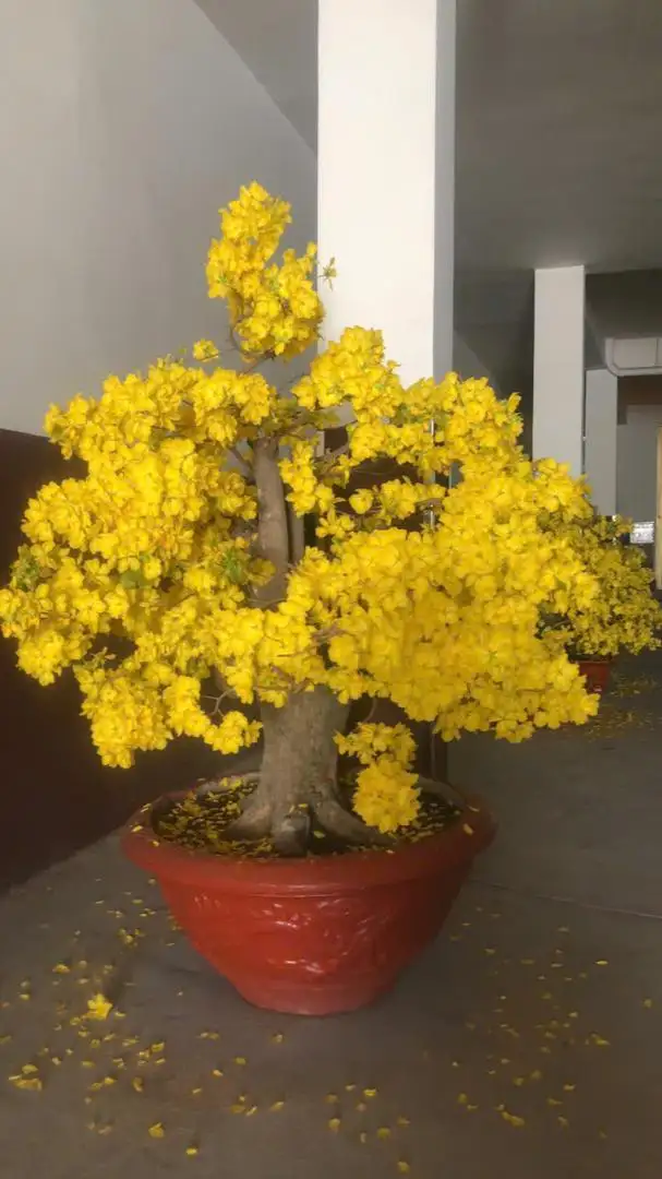 HÌNH MẪU 51