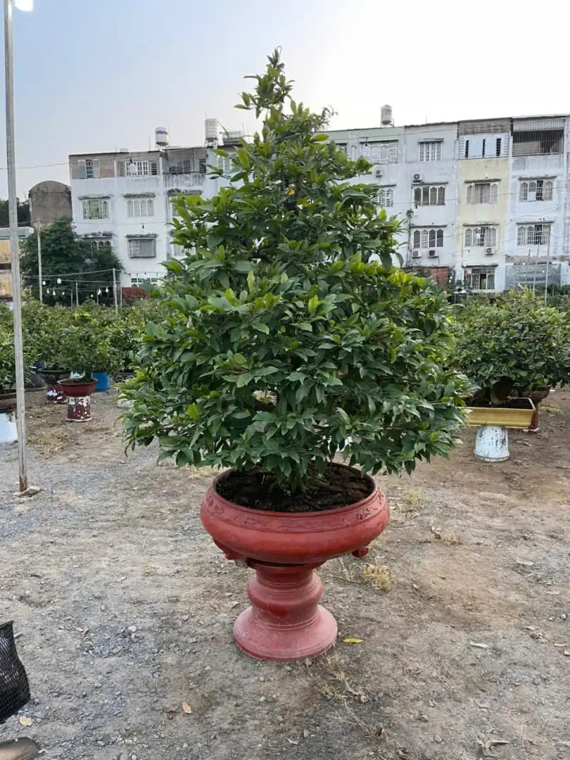HBT - HÌNH MẪU 14