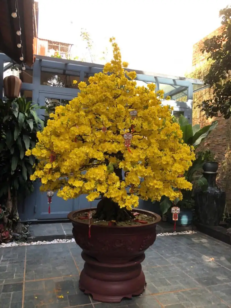 HÌNH MẪU 36
