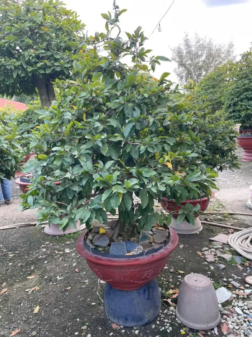 HBT - HÌNH MẪU 18