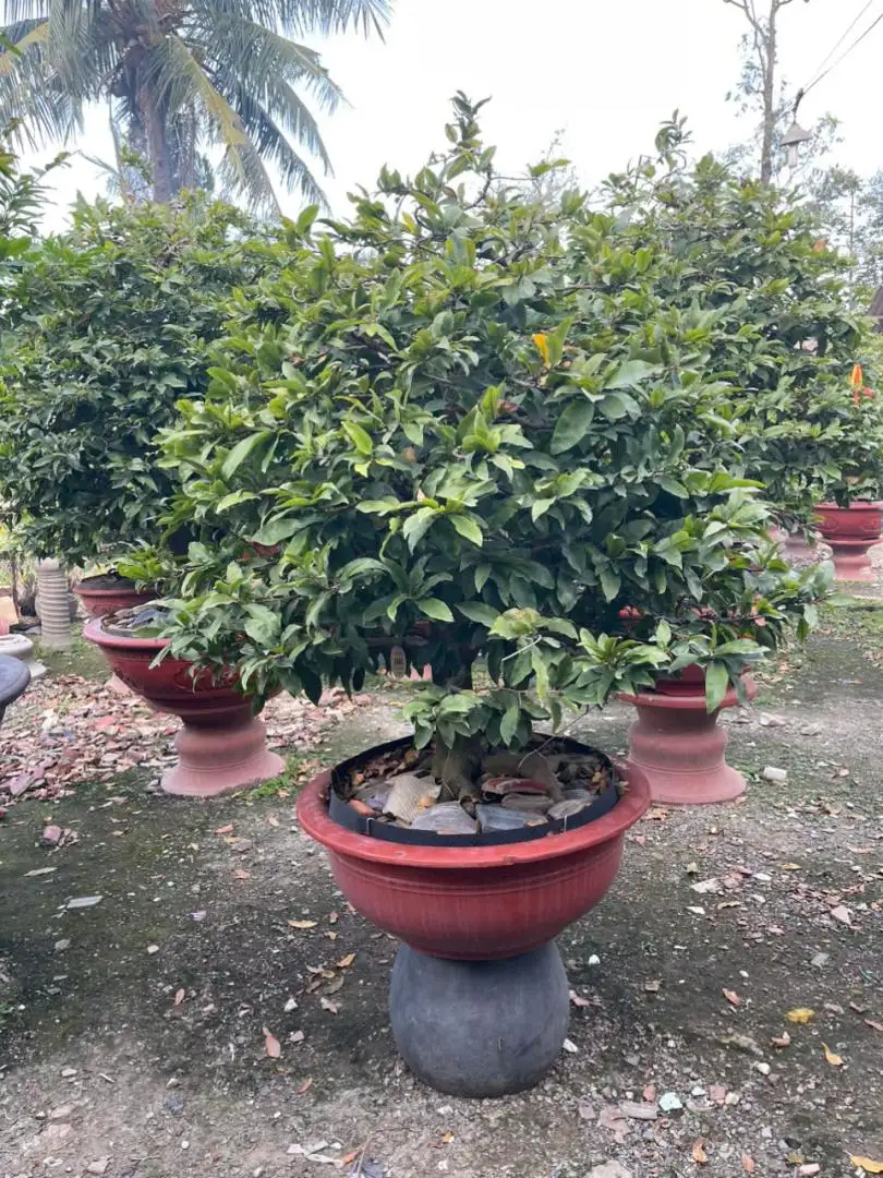 HBT - HÌNH MẪU 20