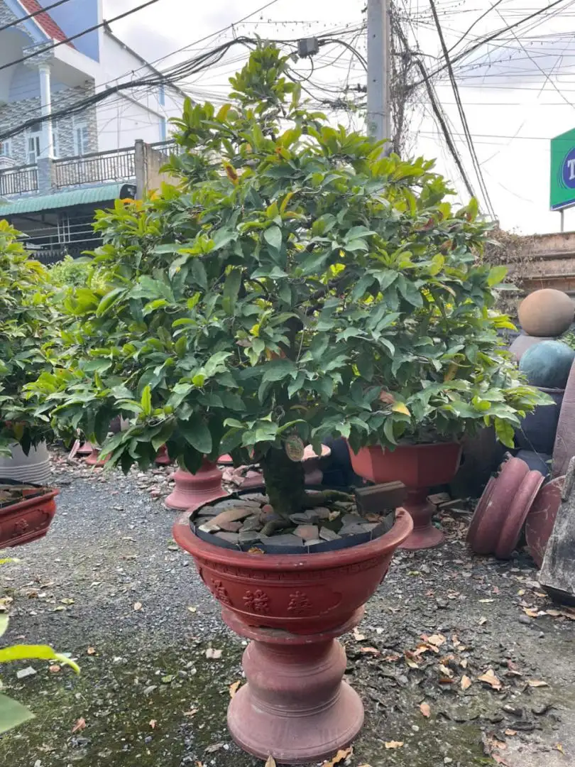 HBT - HÌNH MẪU 21