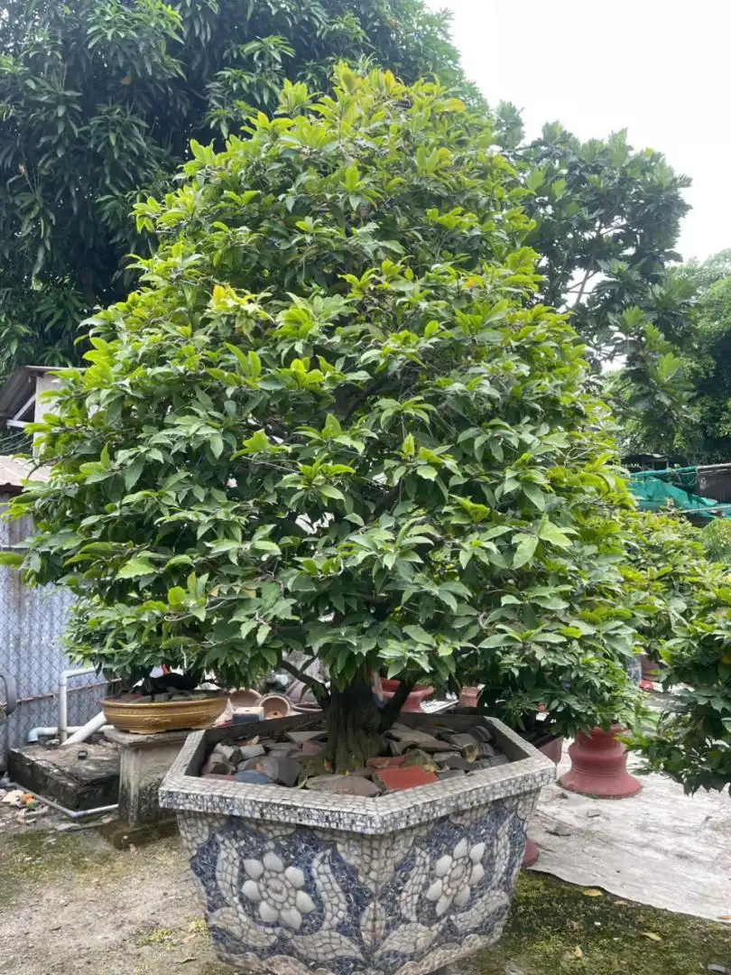 HBT - HÌNH MẪU 23