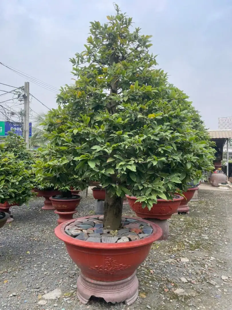HBT - HÌNH MẪU 25