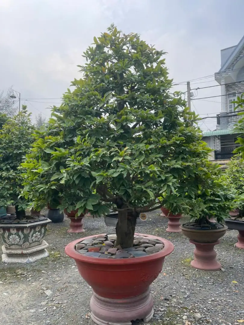 HBT - HÌNH MẪU 26