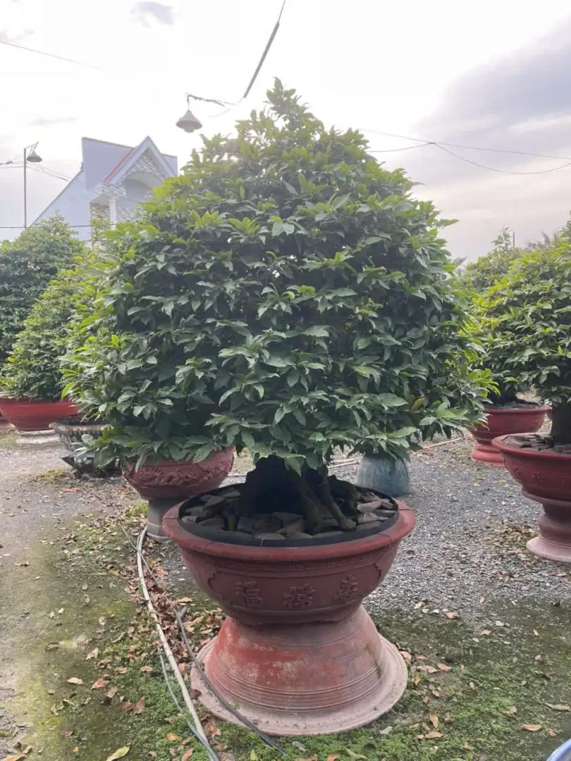 HBT - HÌNH MẪU 27