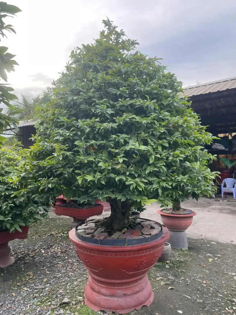 HBT - HÌNH MẪU 28