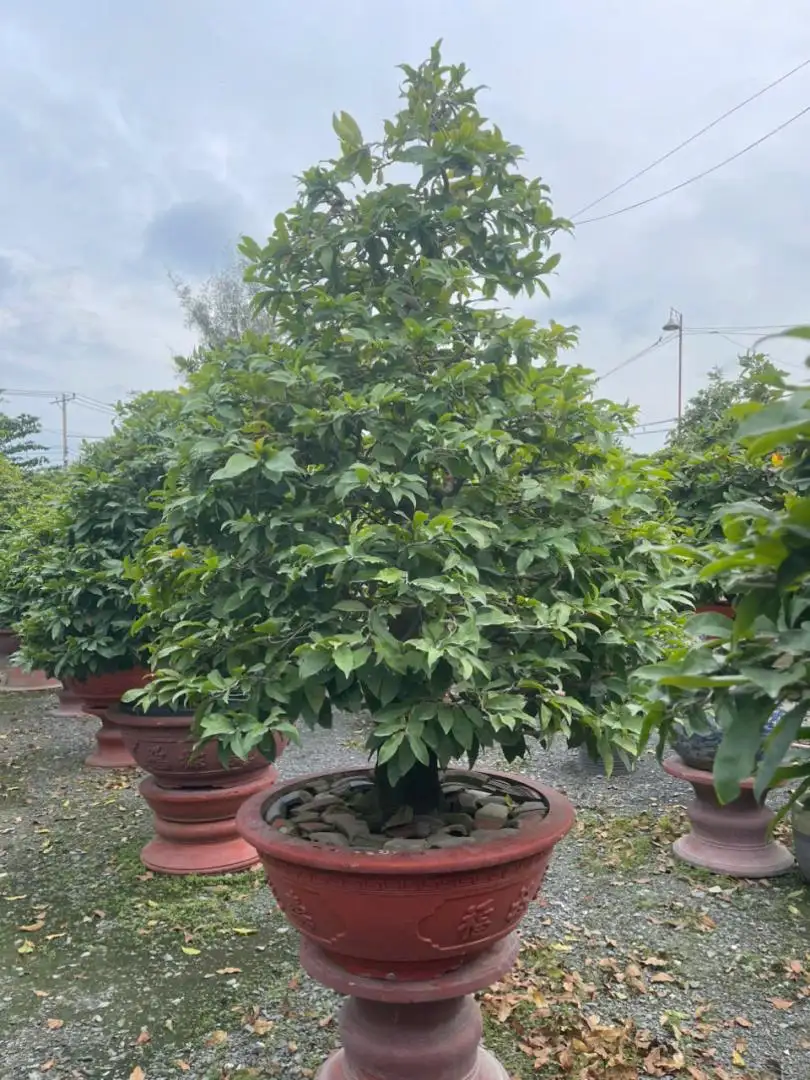 HBT - HÌNH MẪU 29