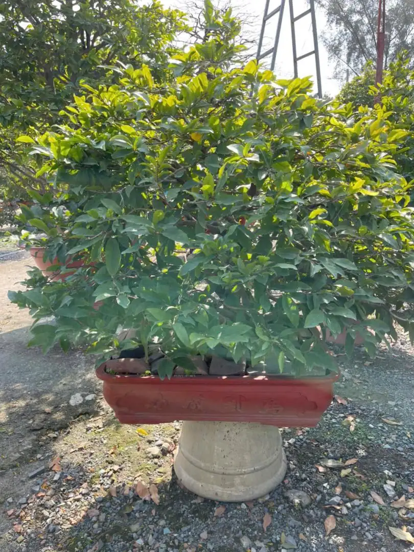 HBT - HÌNH MẪU 02