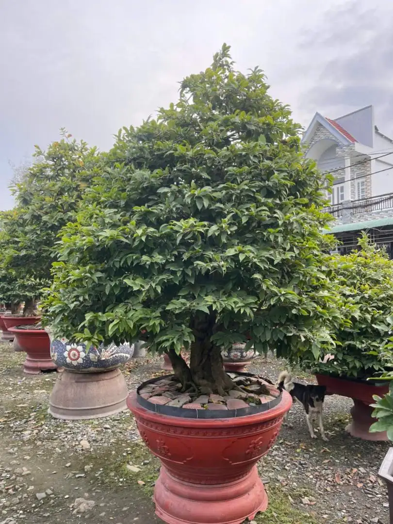 HBT - HÌNH MẪU 30
