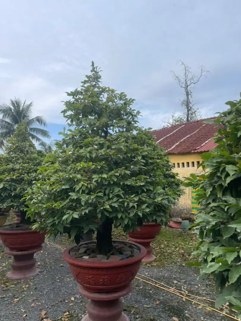 HBT - HÌNH MẪU 31