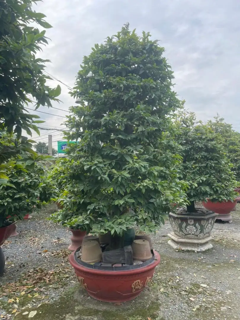 HBT - HÌNH MẪU 32