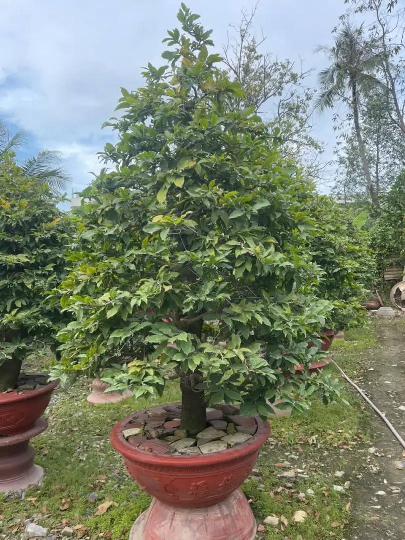 HBT - HÌNH MẪU 35
