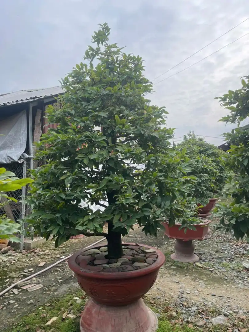 HBT - HÌNH MẪU 36