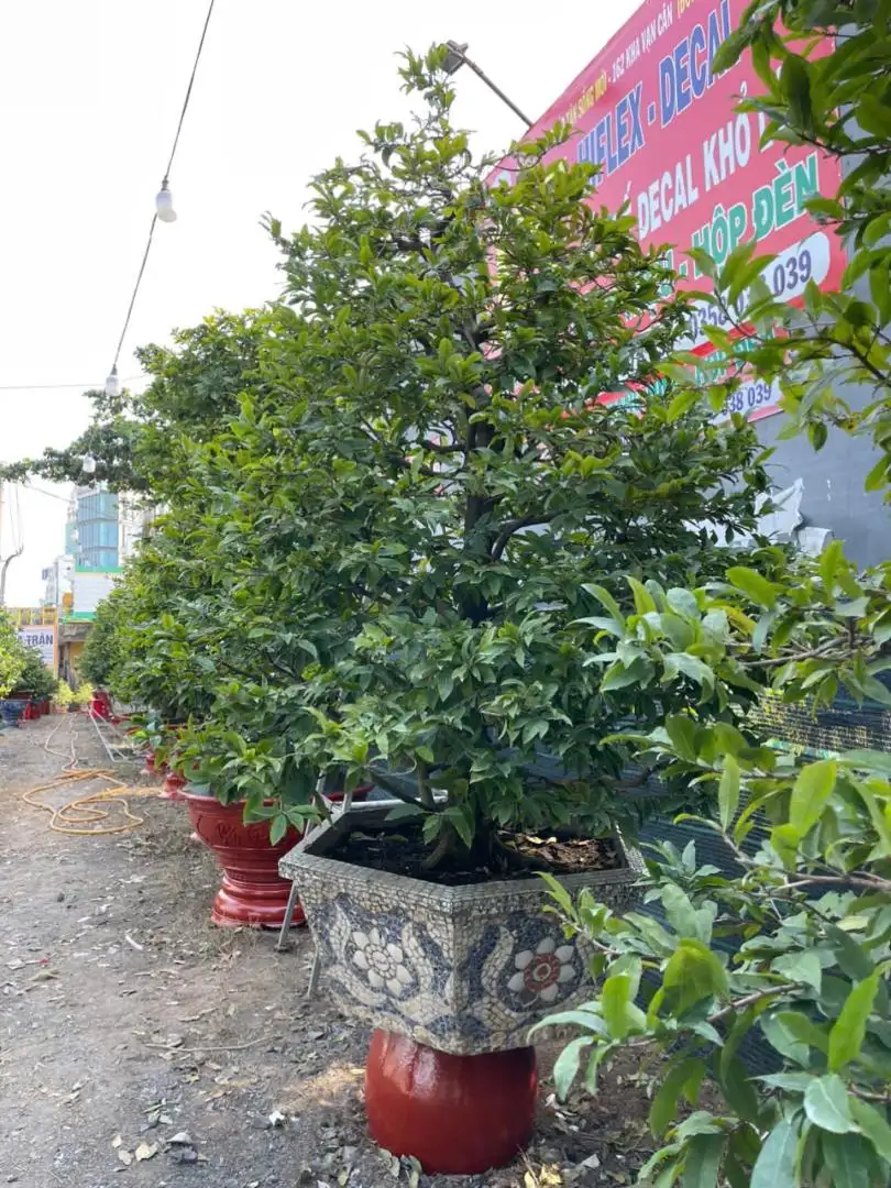 HBT - HÌNH MẪU 03
