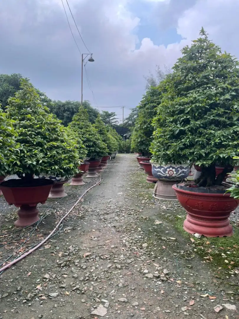 HBT - HÌNH MẪU 40