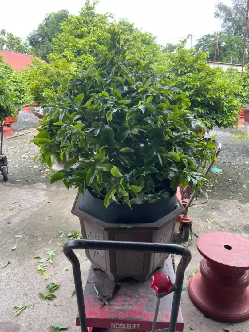 HBT - HÌNH MẪU 41