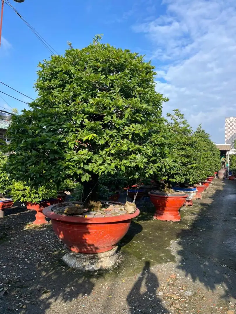 HBT - HÌNH MẪU 42