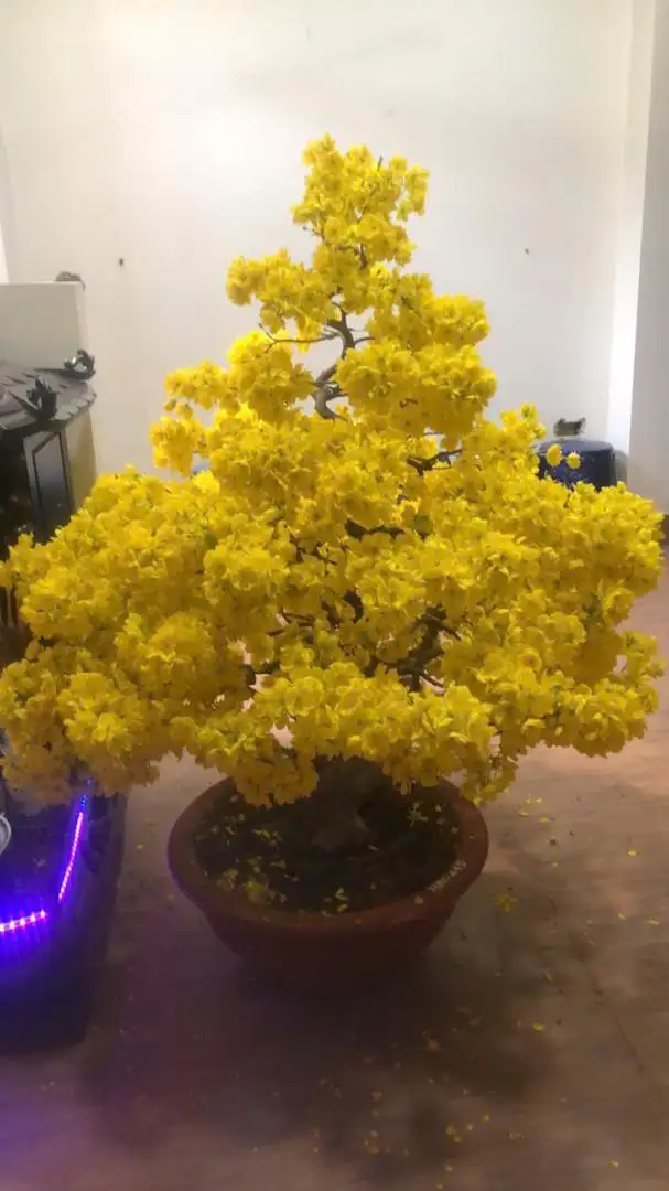 HÌNH MẪU 48