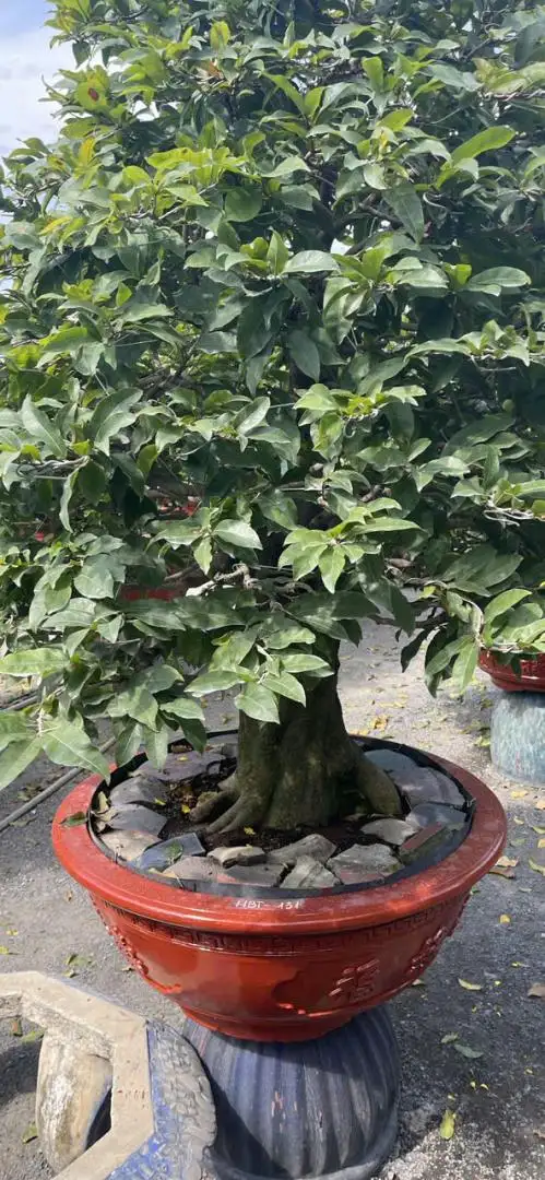 HBT - HÌNH MẪU 44