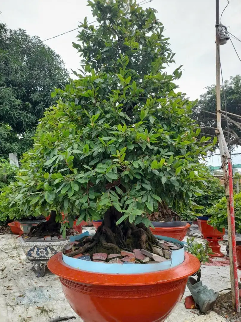HBT - HÌNH MẪU 45