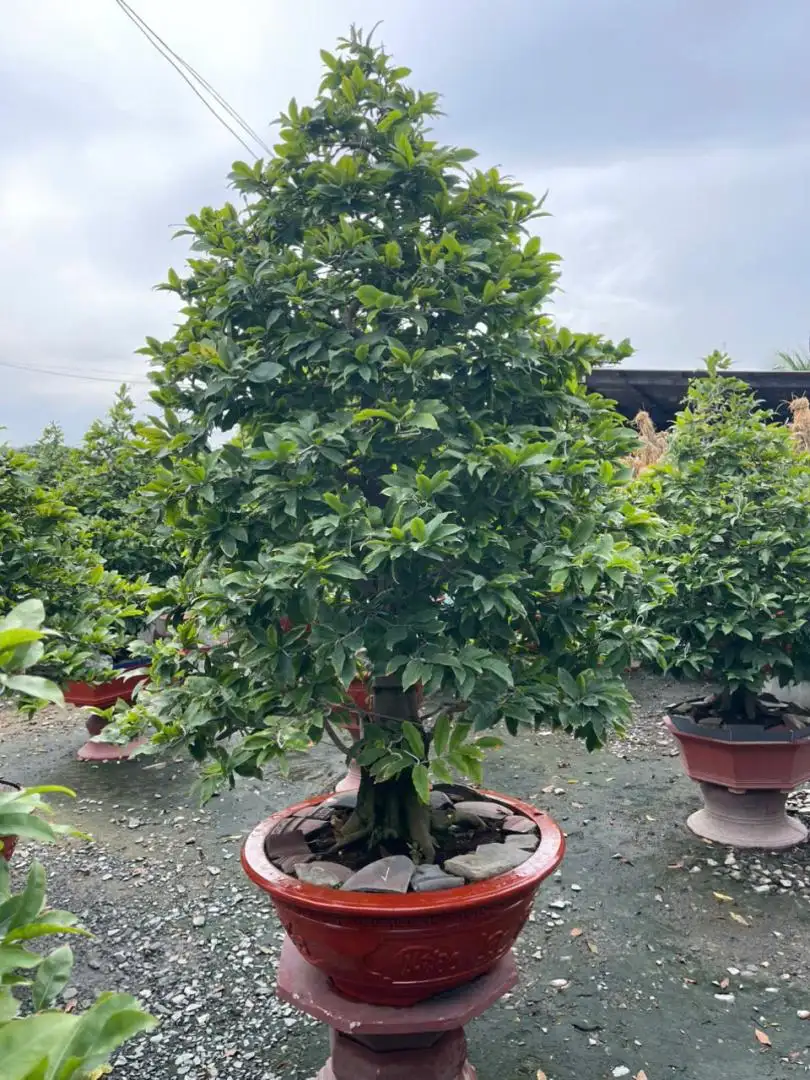 HBT - HÌNH MẪU 46