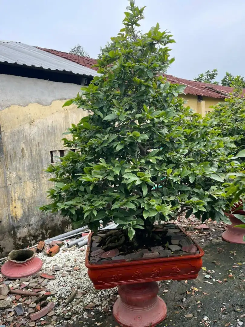 HBT - HÌNH MẪU 48