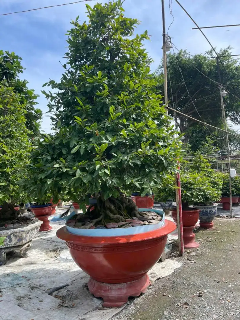 HBT - HÌNH MẪU 53