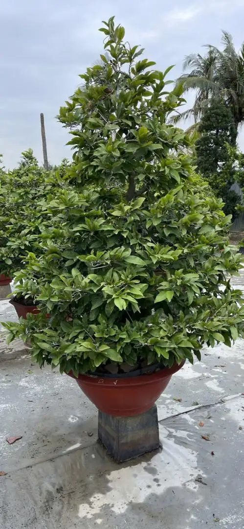 HBT - HÌNH MẪU 55