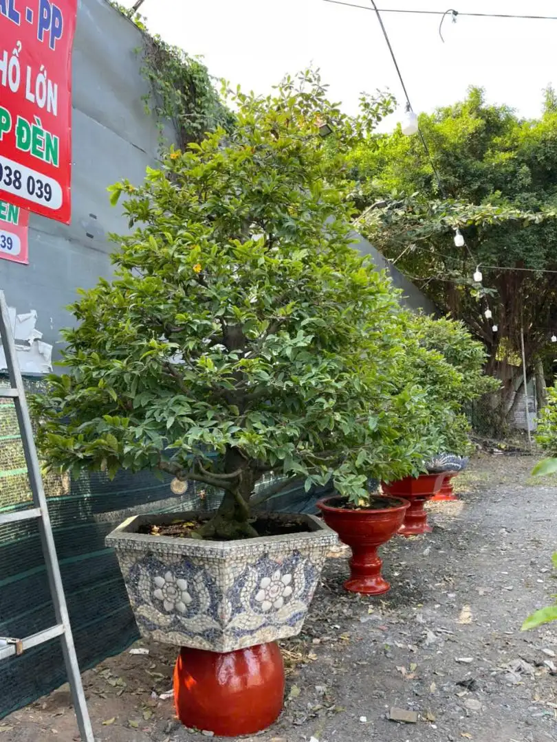 HBT - HÌNH MẪU 06