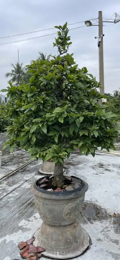 HBT - HÌNH MẪU 56