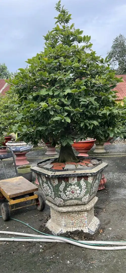 HBT - HÌNH MẪU 58