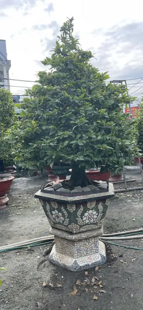 HBT - HÌNH MẪU 59