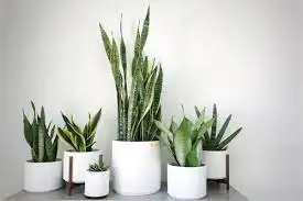 CÁC LOẠI LƯỠI CỌP