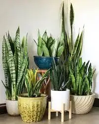CÁC LOẠI LƯỠI HỔ