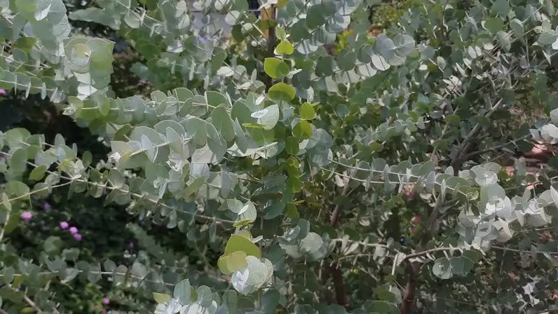 CÂY BẠCH ĐÀN ĐÔ LA