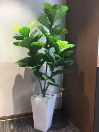 CÂY BÀNG ĐÀI LOAN