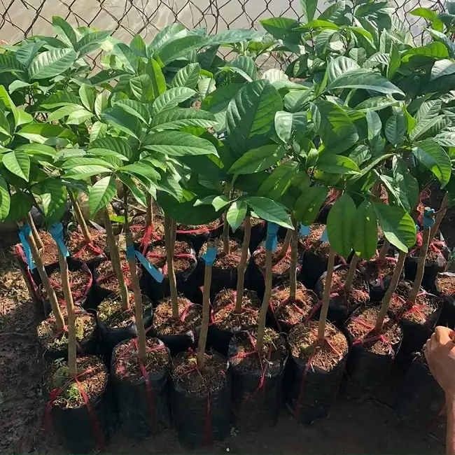 CÂY BÒN BON THÁI GIỐNG