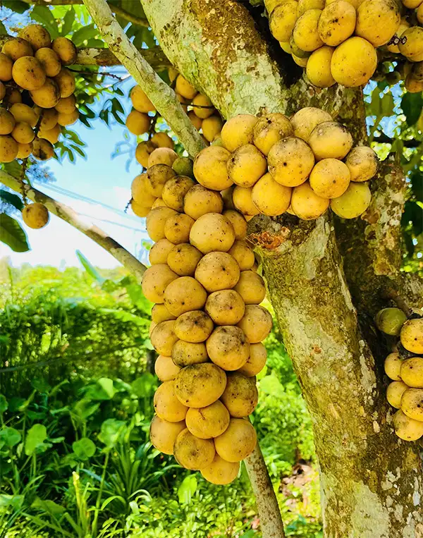 CÂY BÒN BON THÁI