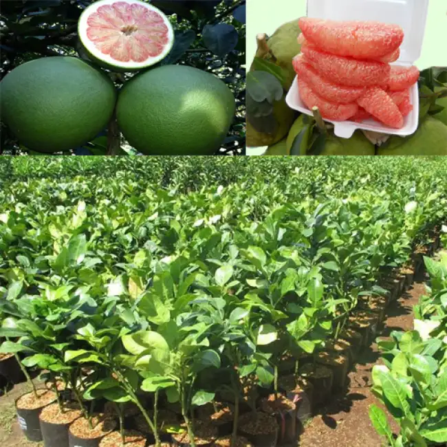 CÂY BƯỞI DA XANH GIỐNG