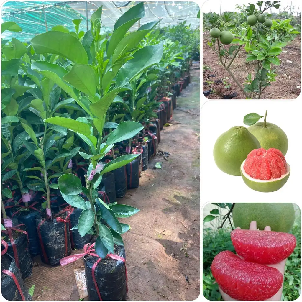 CÂY BƯỞI DA XANH