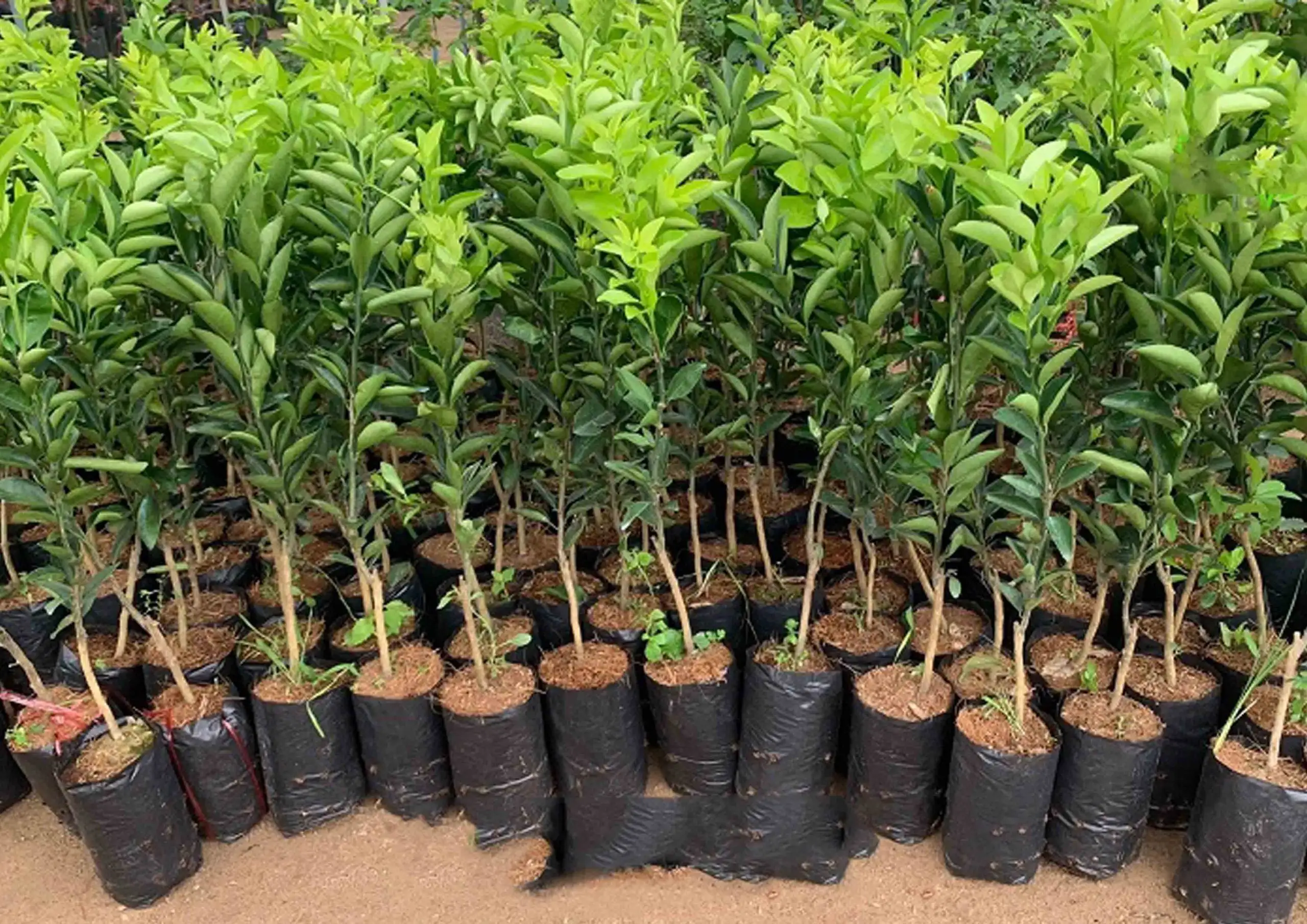 CÂY CAM XOÀN GIỐNG