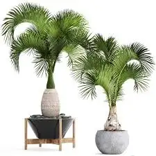 CÂY CAU BÌNH RƯỢU