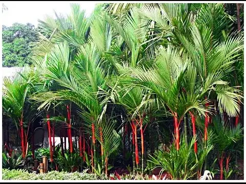 CÂY CAU ĐỎ