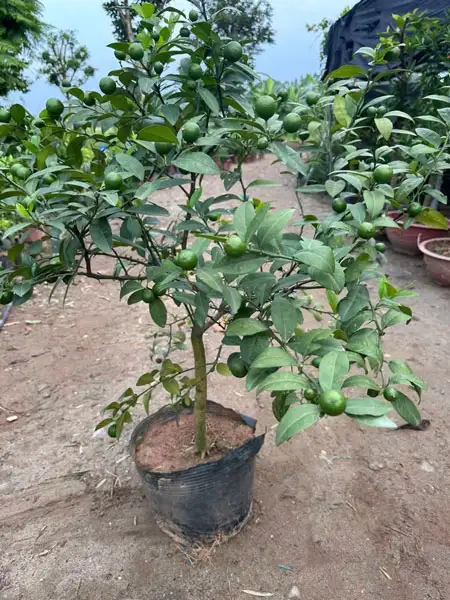CÂY CHANH GIẤY GIỐNG