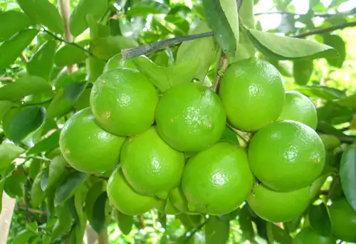 CÂY CHANH KHÔNG HẠT